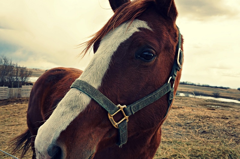 Master di Turismo Equestre Equiturismo